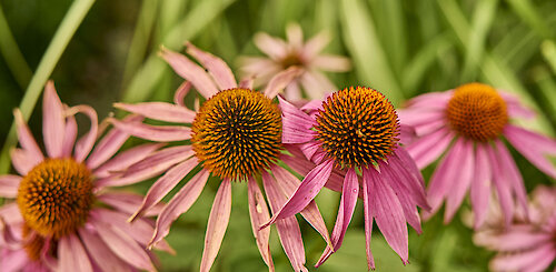 Rösslwirt-Vorteilstage